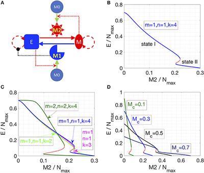 Computational Modeling of the Crosstalk Between Macrophage Polarization and Tumor Cell Plasticity in the Tumor Microenvironment